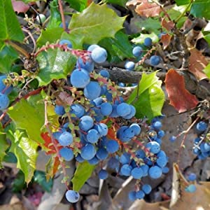 Barberry extract (Berberis aquifolium): Extracted from the blue berries of the Berberis Aquifolium plant. Has a unique compound in it, namely Berberine. This serves as an antioxidant and heals acne and pimple pigmentation problems.