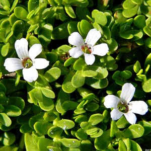 Bacopa monnieri extracts (Brahmi) It is derived from the herb Bacopa monnieri, and works to cleanse the skin and heals skin related issues.